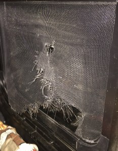 Will vs. a screen window.  Dog 1 - Screen 0.